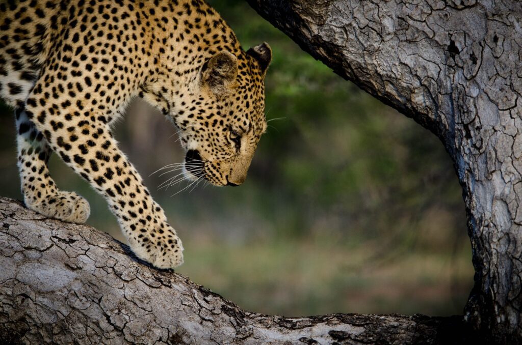 Property for sale near Kruger,  Big 5 property for sale near Kruger, farm sale sabi sands, Sabi Sands Game Reserve, living a game farm near Kruger